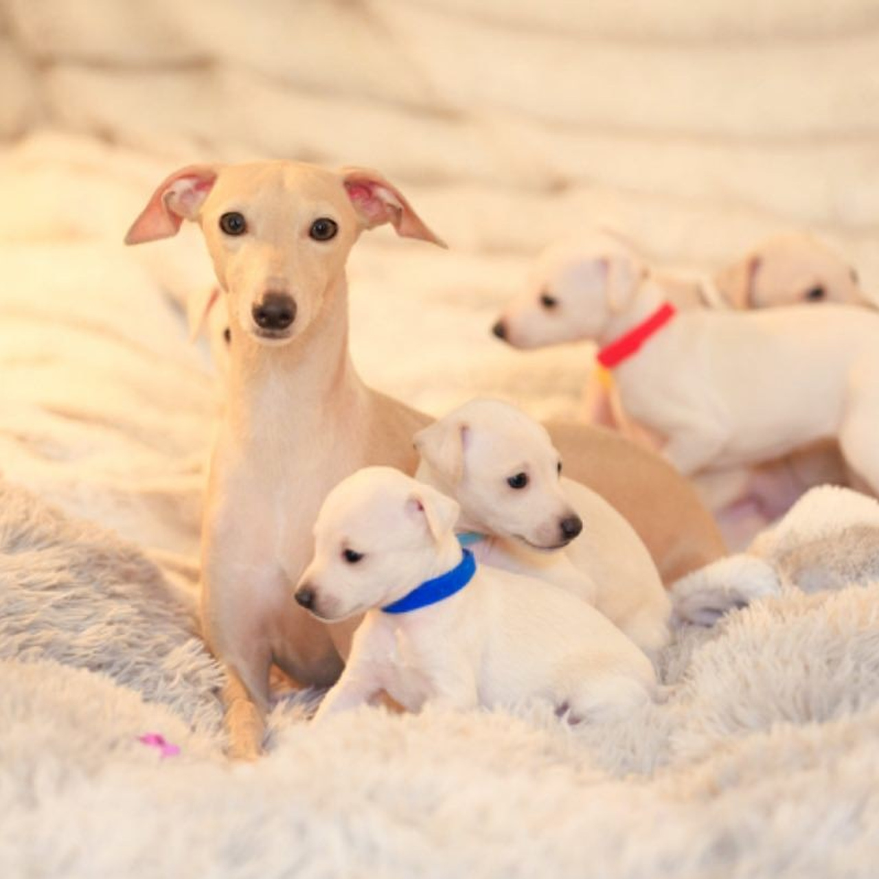 Casper boss & Clyde & Klaus. Профессиональный питомник левреток РКФ/FCI ASTI SAPPHIRE 💎 Сочи|Санкт-Петербург