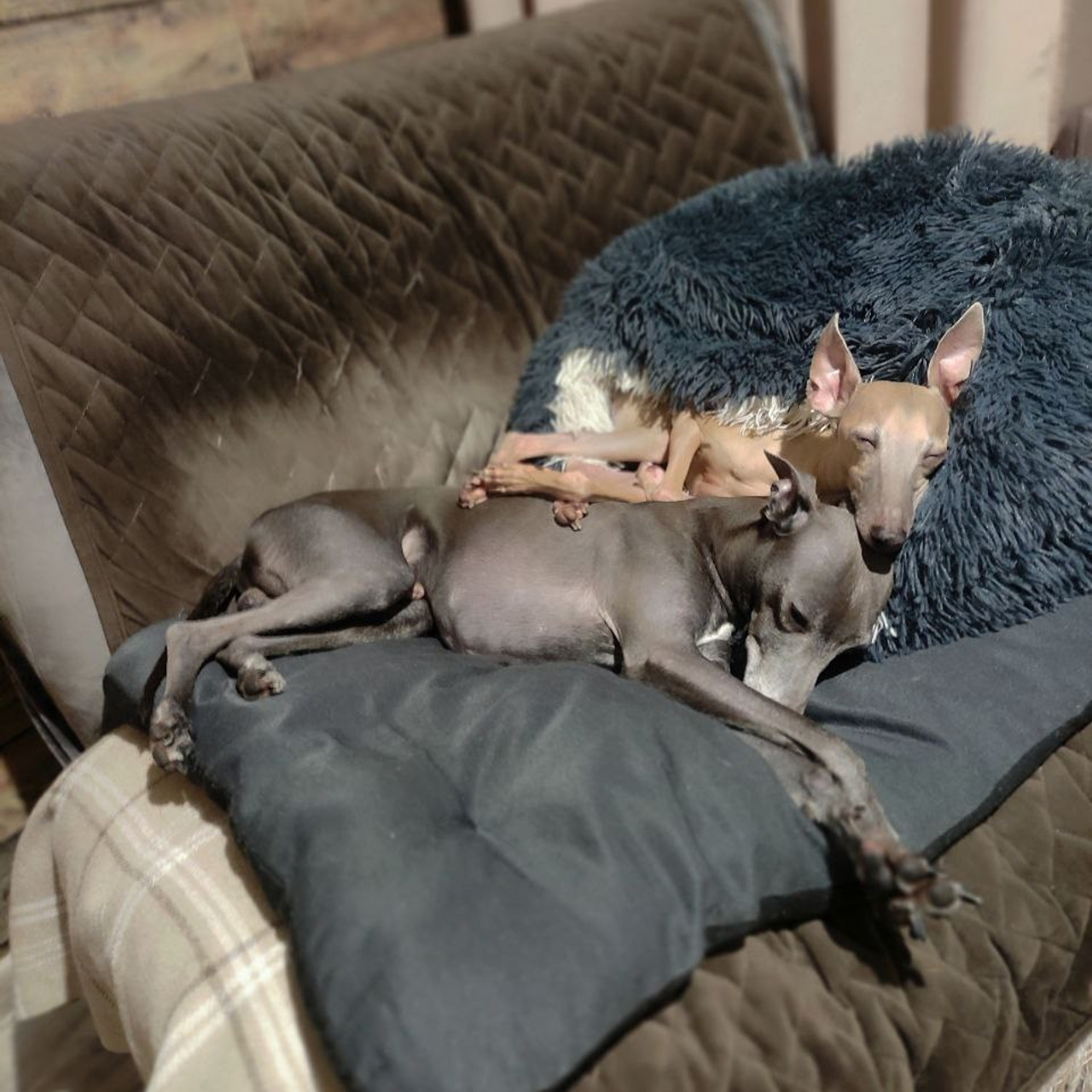 Отзывы. Профессиональный питомник левреток РКФ/FCI ASTI SAPPHIRE 💎 Сочи|Санкт-Петербург