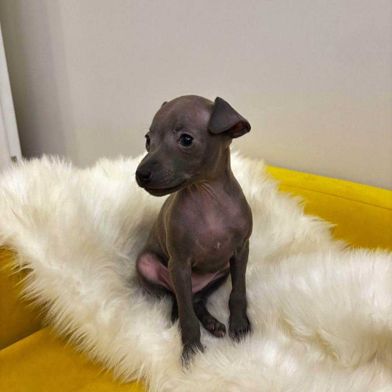 Jeremy & Jupiter. Профессиональный питомник левреток РКФ/FCI ASTI SAPPHIRE 💎 Сочи|Санкт-Петербург