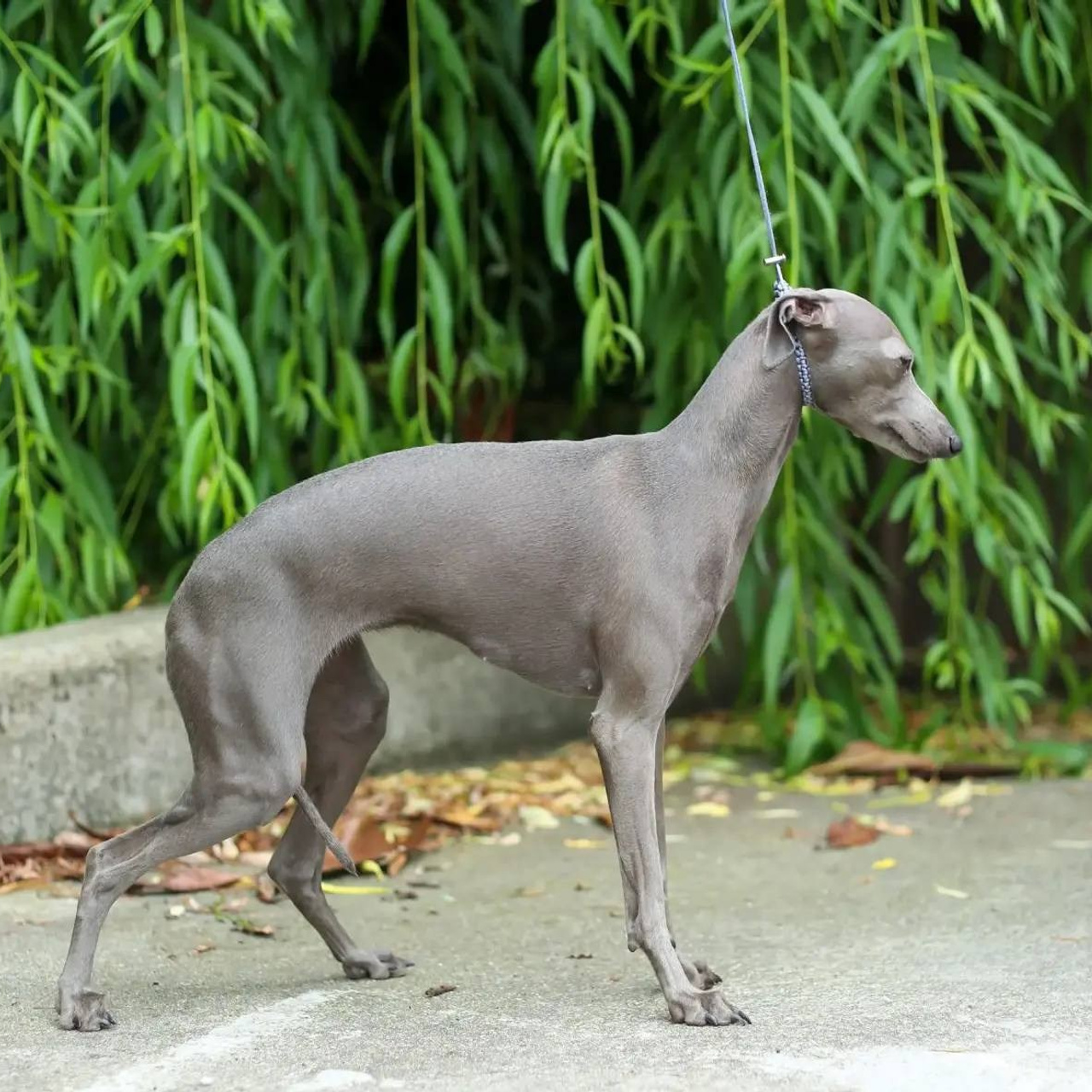 Asti Sapphire Yaasiina Laysan Cerulian. Профессиональный питомник левреток РКФ/FCI ASTI SAPPHIRE 💎 Сочи|Санкт-Петербург