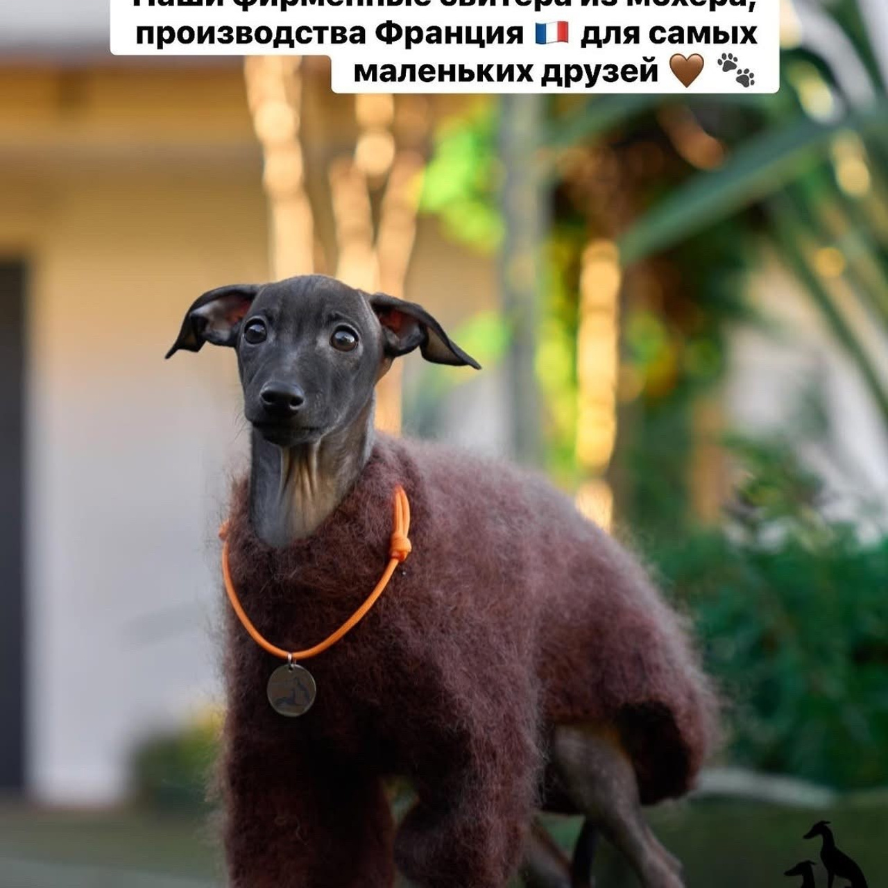 Отзывы. Профессиональный питомник левреток РКФ/FCI ASTI SAPPHIRE 💎 Сочи|Санкт-Петербург