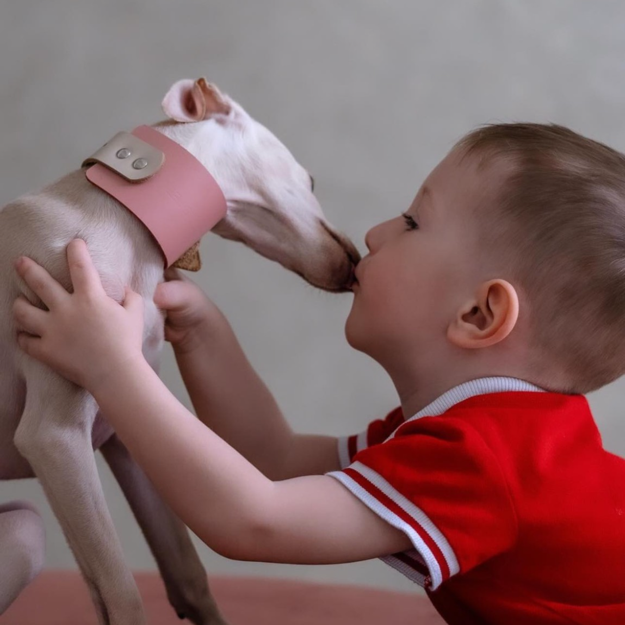 Отзывы от наших любимых владельцев. Профессиональный питомник левреток РКФ/FCI ASTI SAPPHIRE 💎 Сочи|Санкт-Петербург