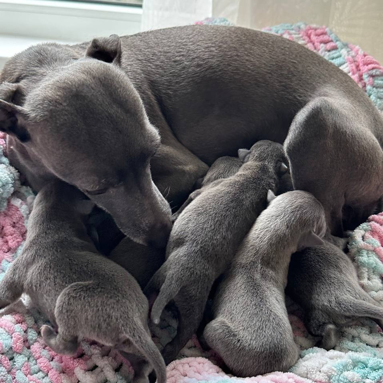 Весенние крошки. Профессиональный питомник левреток РКФ/FCI ASTI SAPPHIRE 💎 Сочи|Санкт-Петербург