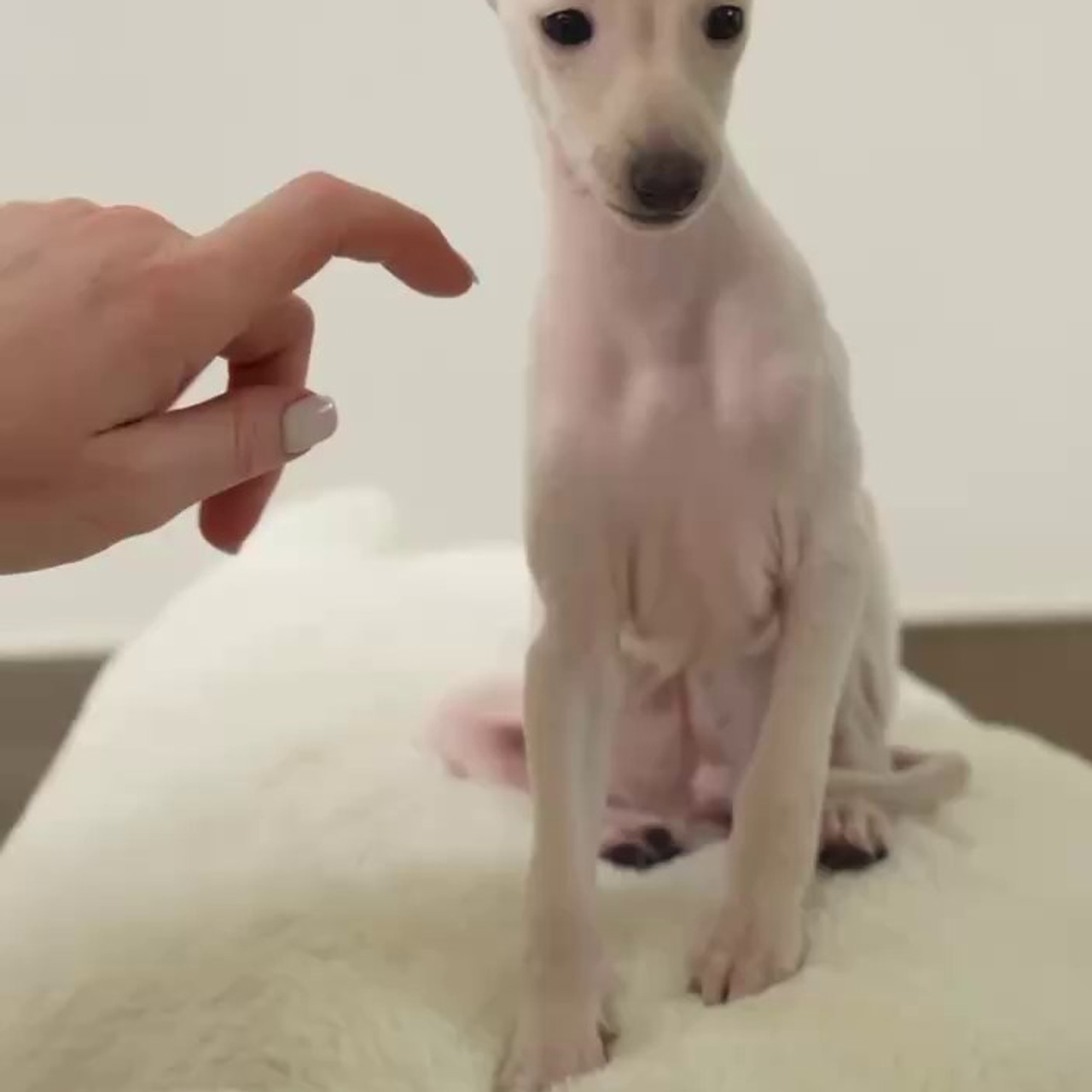 Асти Сапфире Мадмуазель Дива. Профессиональный питомник левреток РКФ/FCI ASTI SAPPHIRE 💎 Сочи|Санкт-Петербург