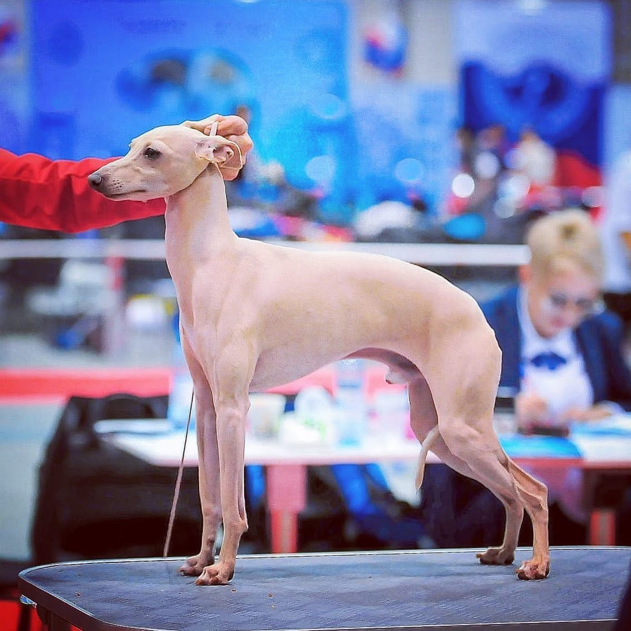 Наш самый звёздный выпускник. Профессиональный питомник левреток РКФ/FCI ASTI SAPPHIRE 💎 Сочи|Санкт-Петербург