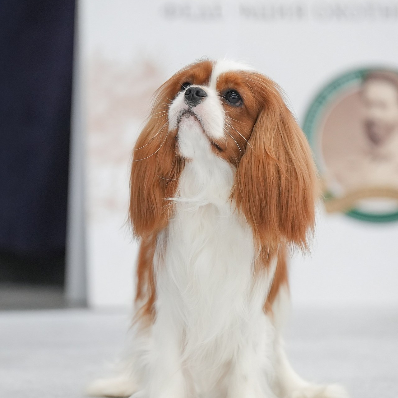 Отзывы. Фотограф-анималист Антон Базылевич