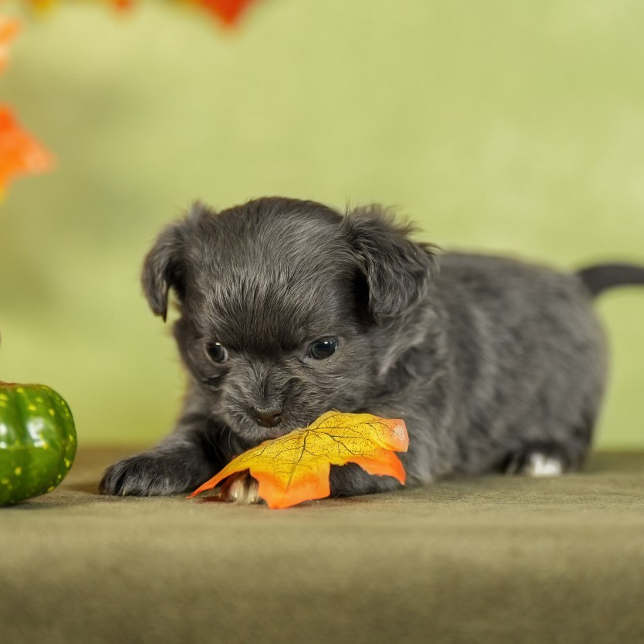 Отзывы. Фотограф-анималист Антон Базылевич