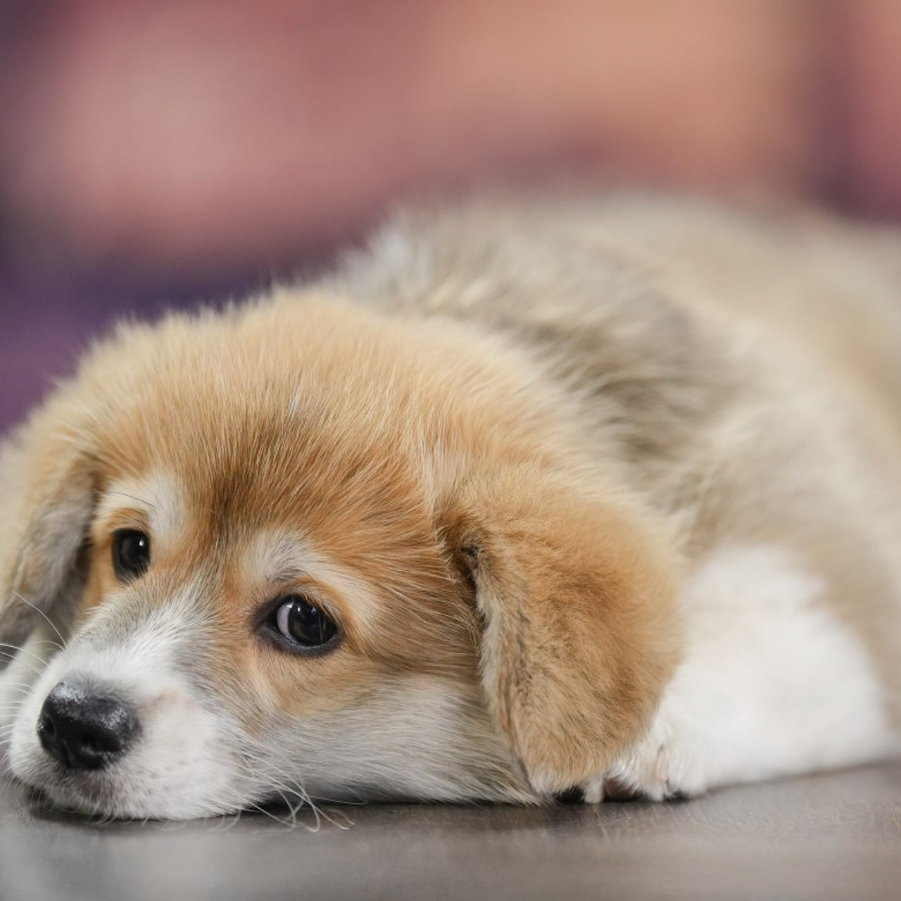 Отзывы. Фотограф-анималист Антон Базылевич