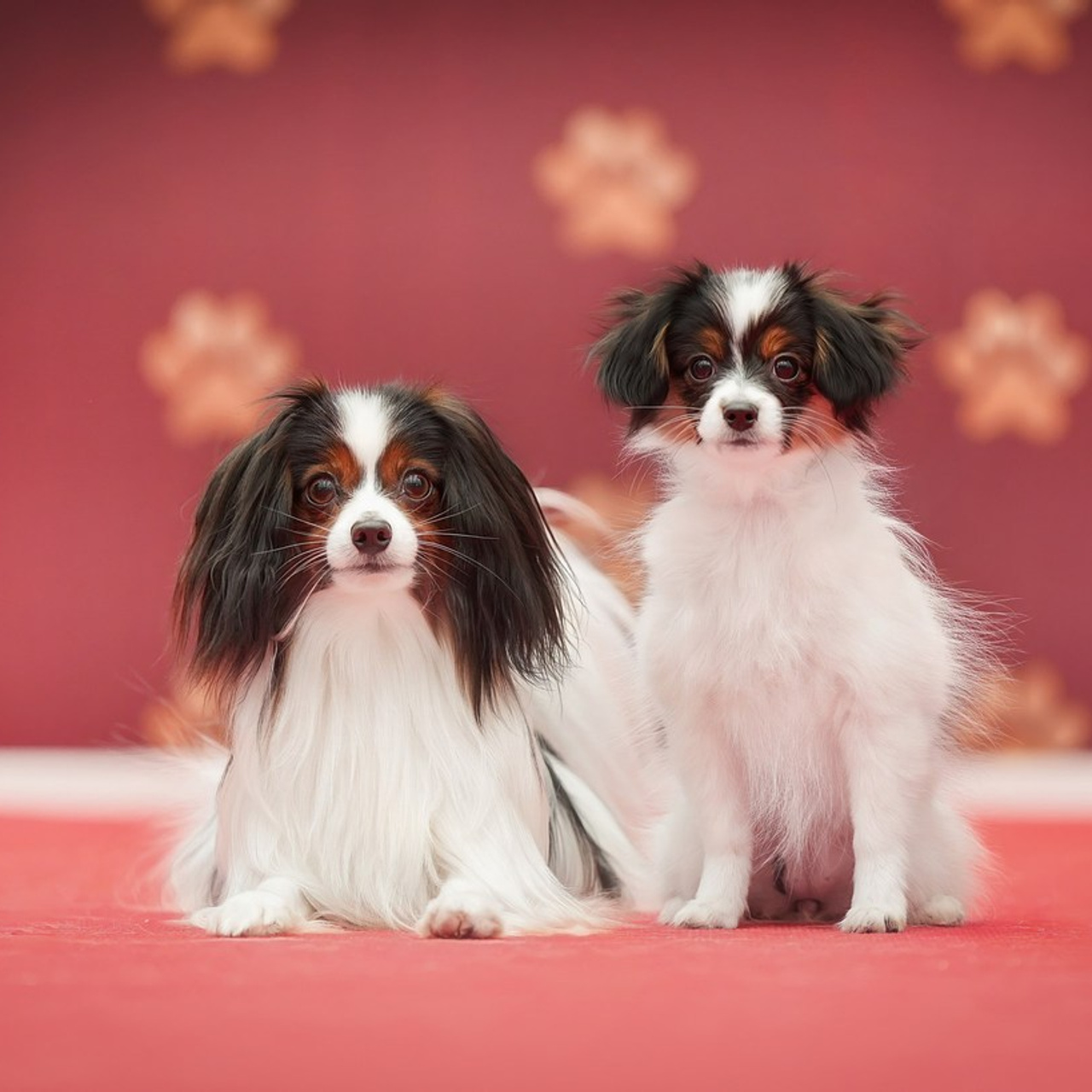 Отзывы. Фотограф-анималист Антон Базылевич