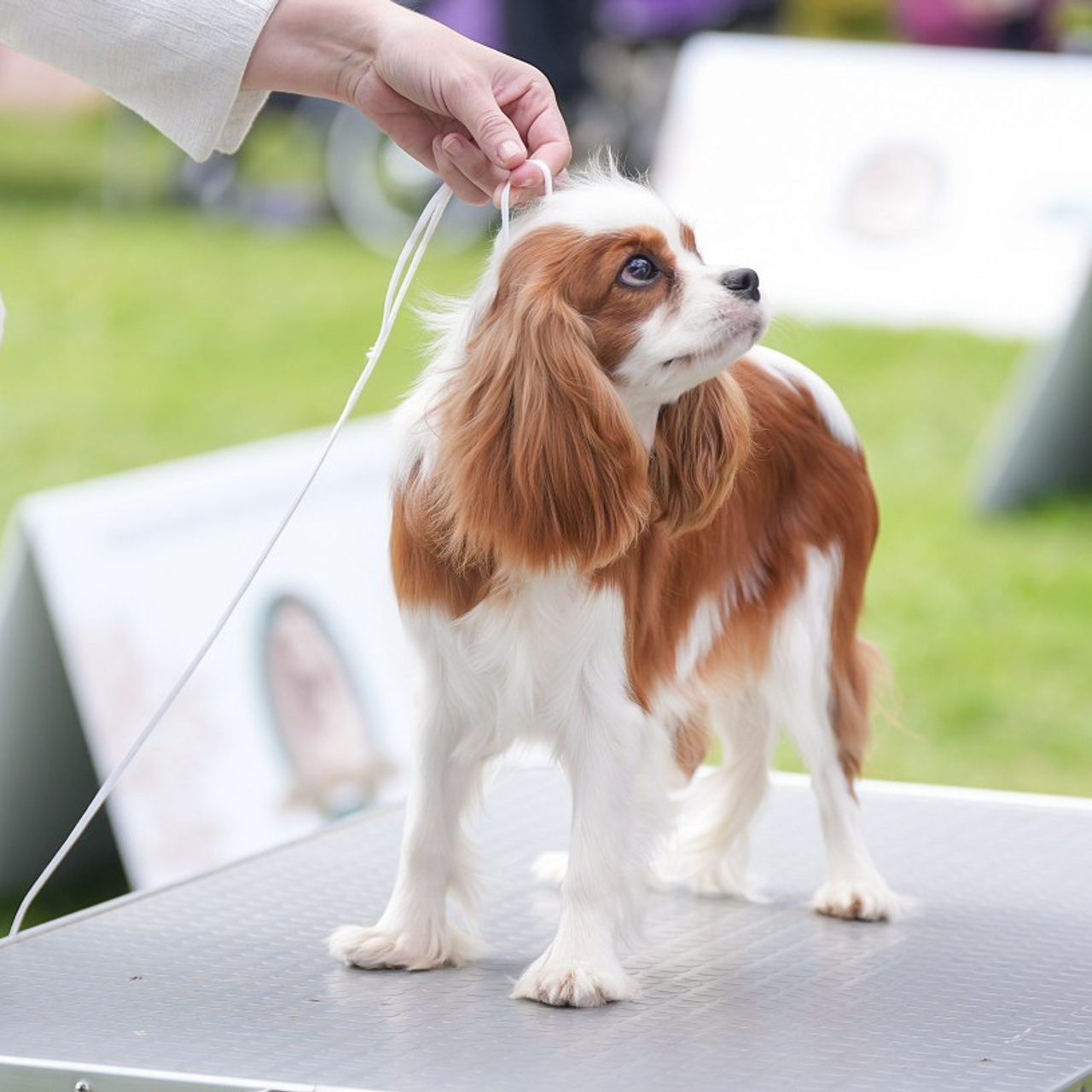 Отзывы. Фотограф-анималист Антон Базылевич