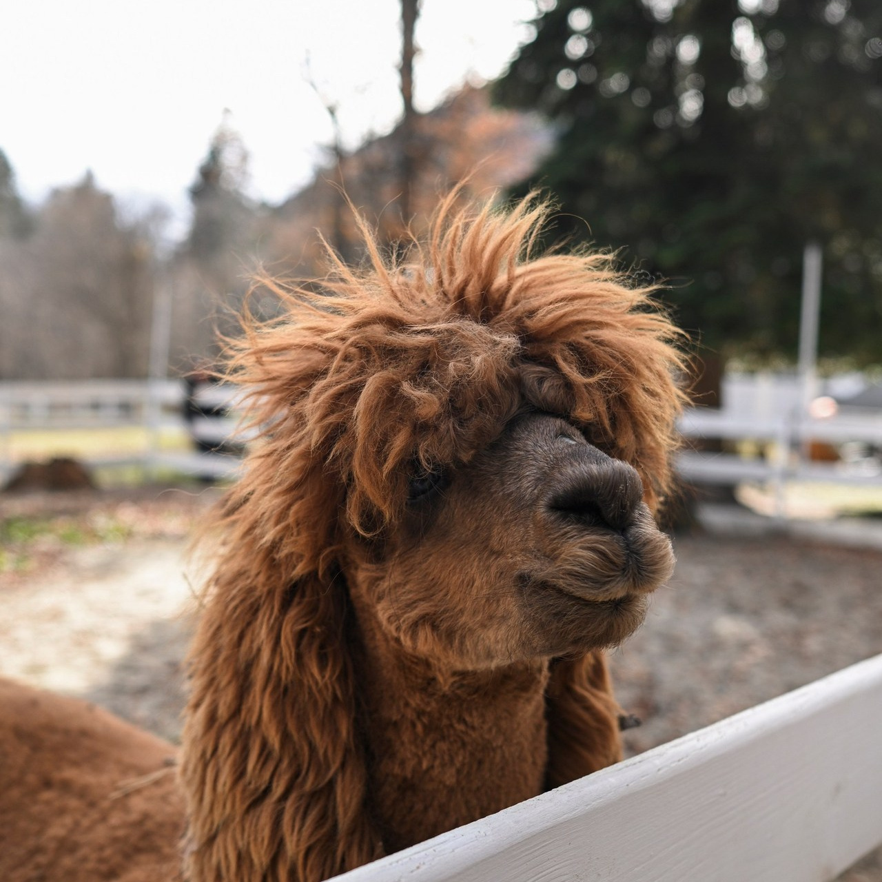 Отзывы. Янина Мурамцева. Фотограф. Ростов-на-Дону. Москва