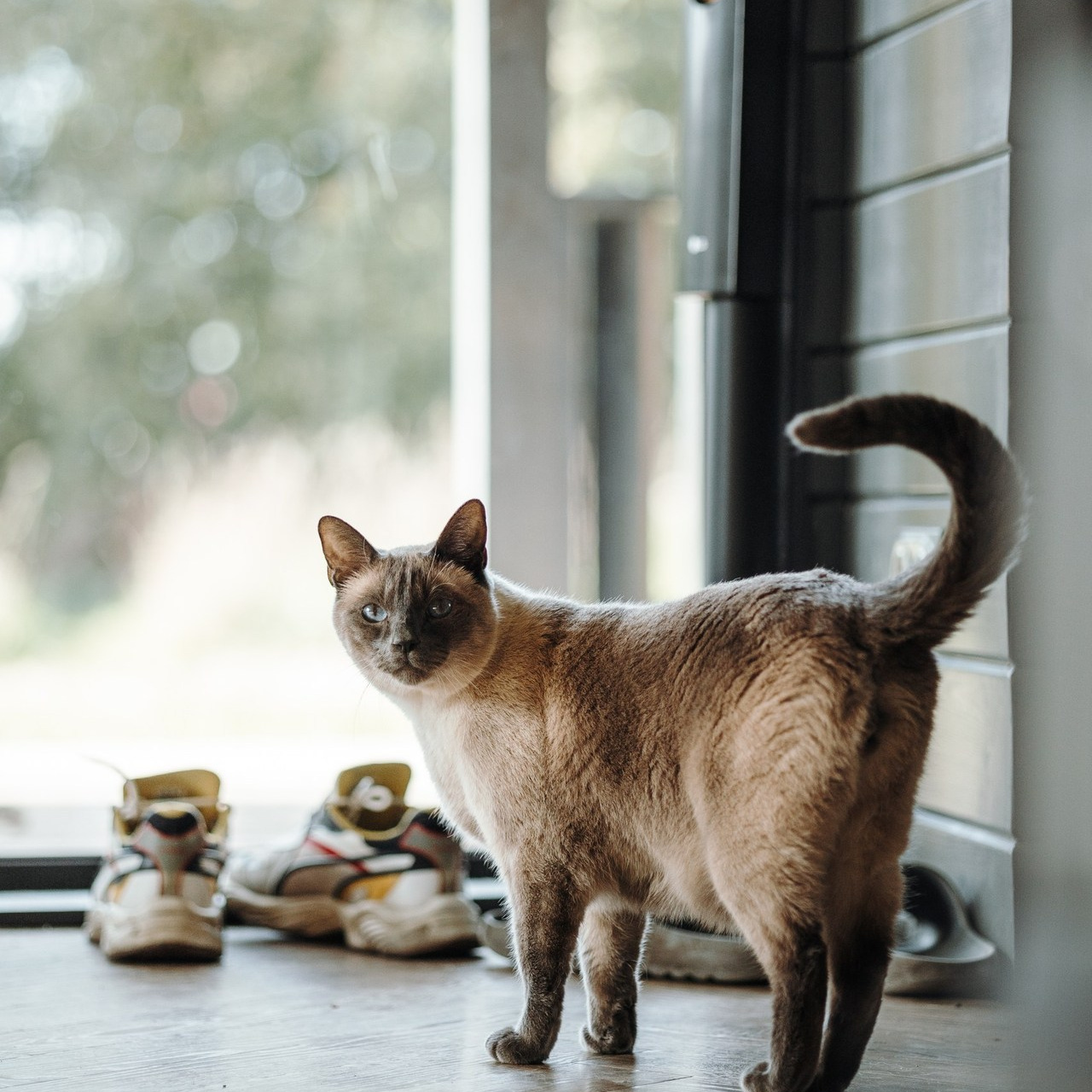 Отзывы. Фотограф — Анималист | Санкт-Петербург