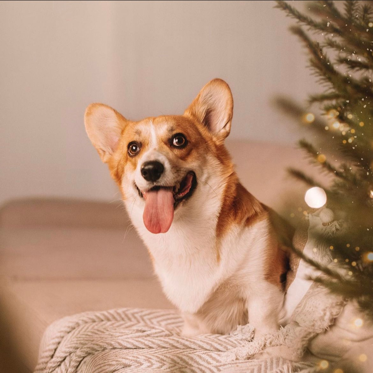 Отзывы. Фотограф — Анималист | Санкт-Петербург