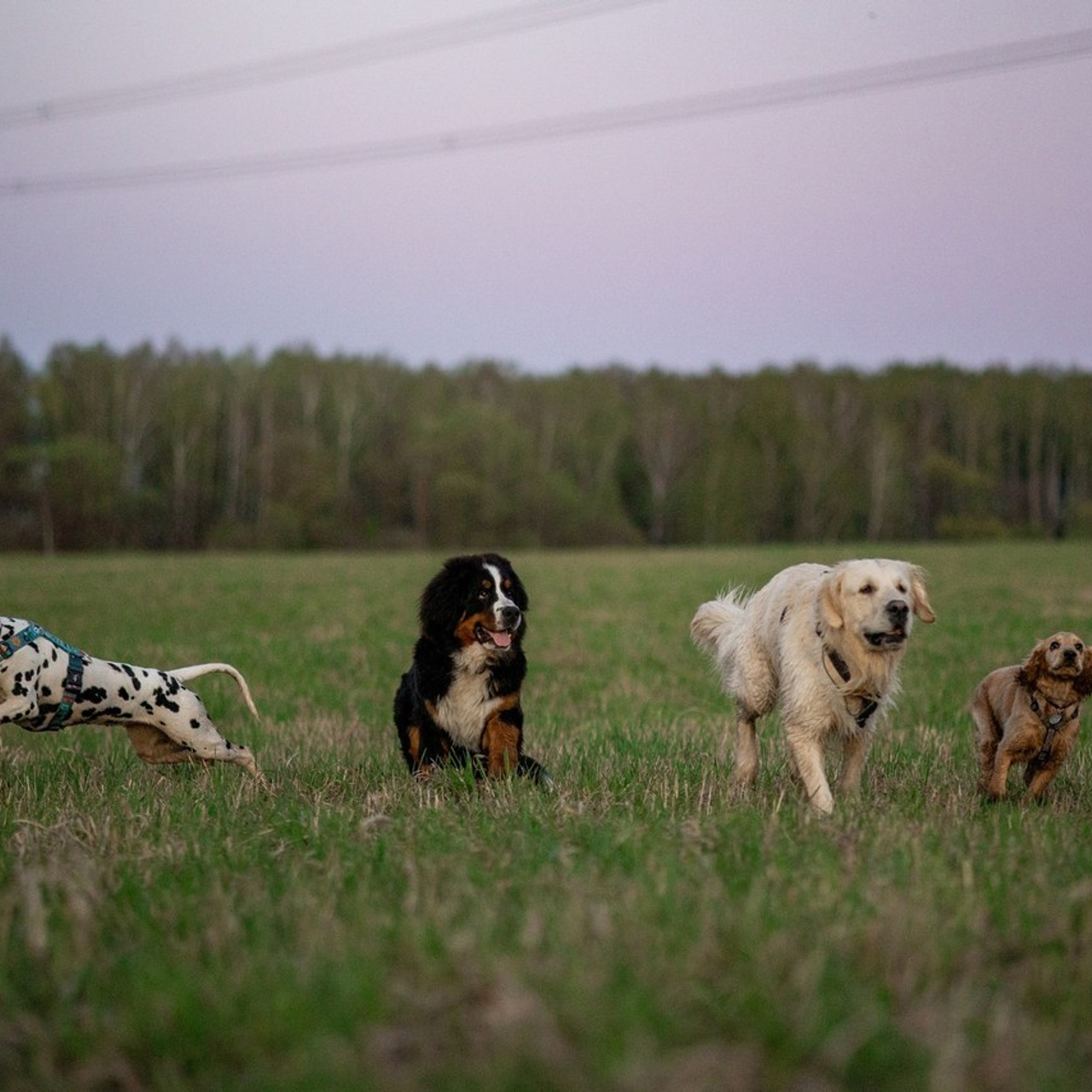 Отзывы. Фотограф — Анималист | Санкт-Петербург