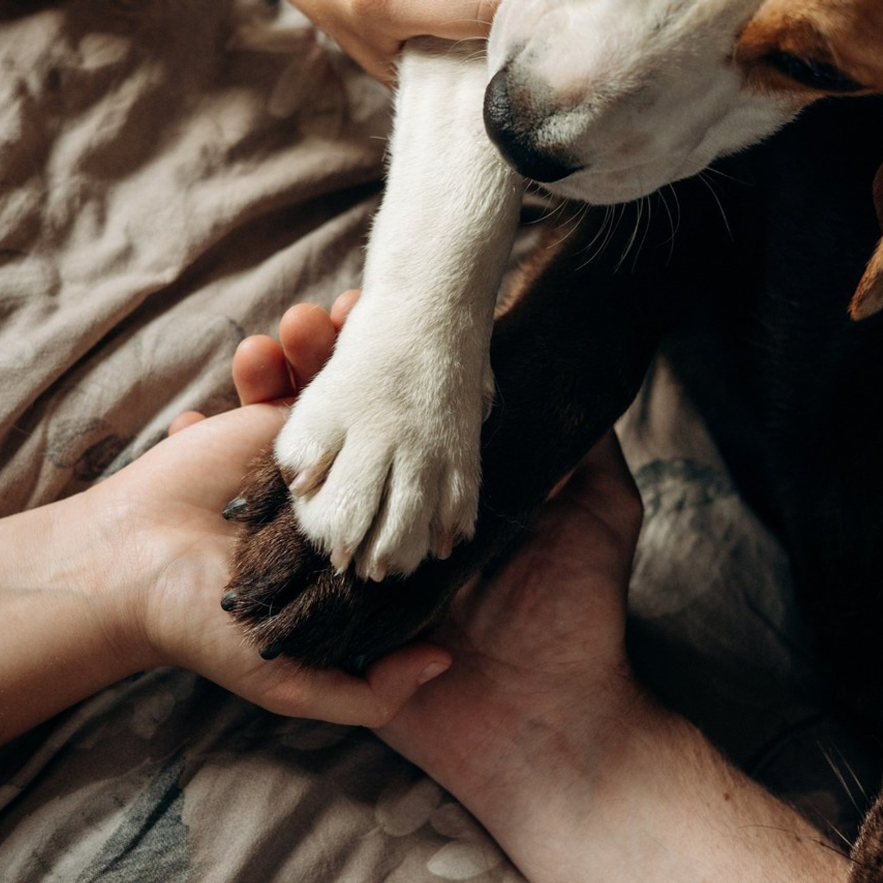 Отзывы. Фотограф — Анималист | Санкт-Петербург