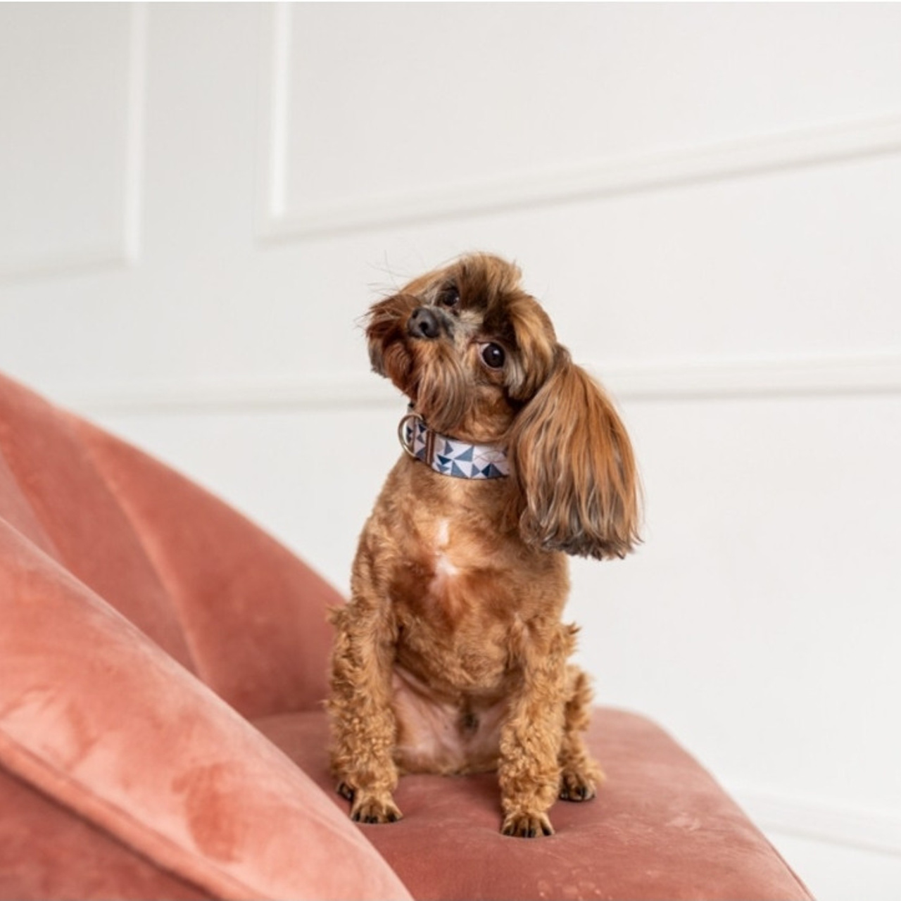 Отзывы. Фотограф — Анималист | Санкт-Петербург