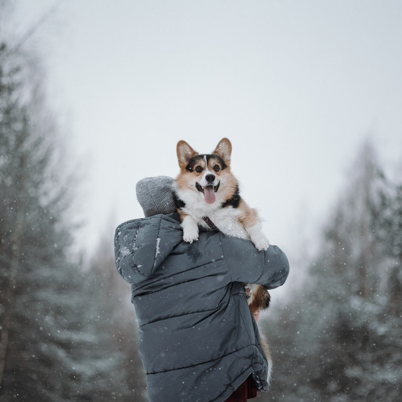 Отзывы. Фотограф — Анималист | Санкт-Петербург