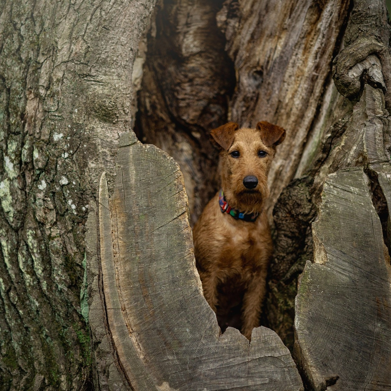 Отзывы. Фотограф — Анималист | Санкт-Петербург