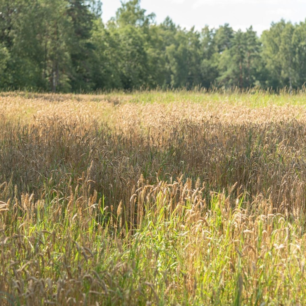 Отзывы. Детский и семейный фотограф в Пскове Катерина Иванова