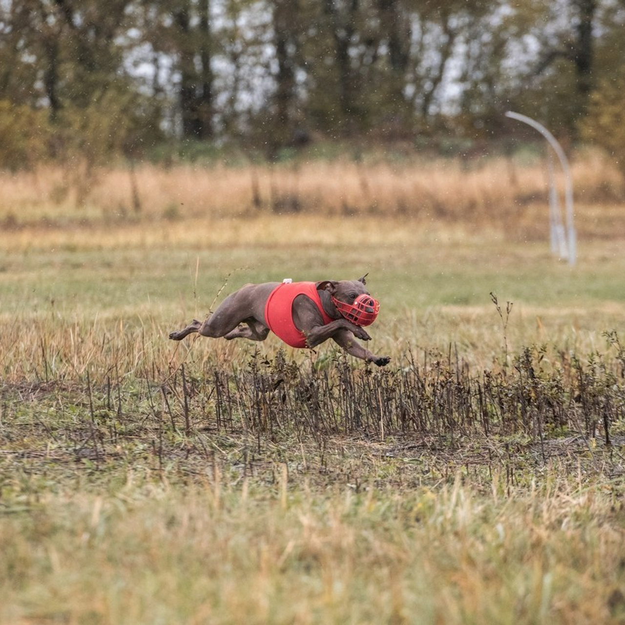 Отзывы. Фотограф анималист Ставрополь Яна Кудлай