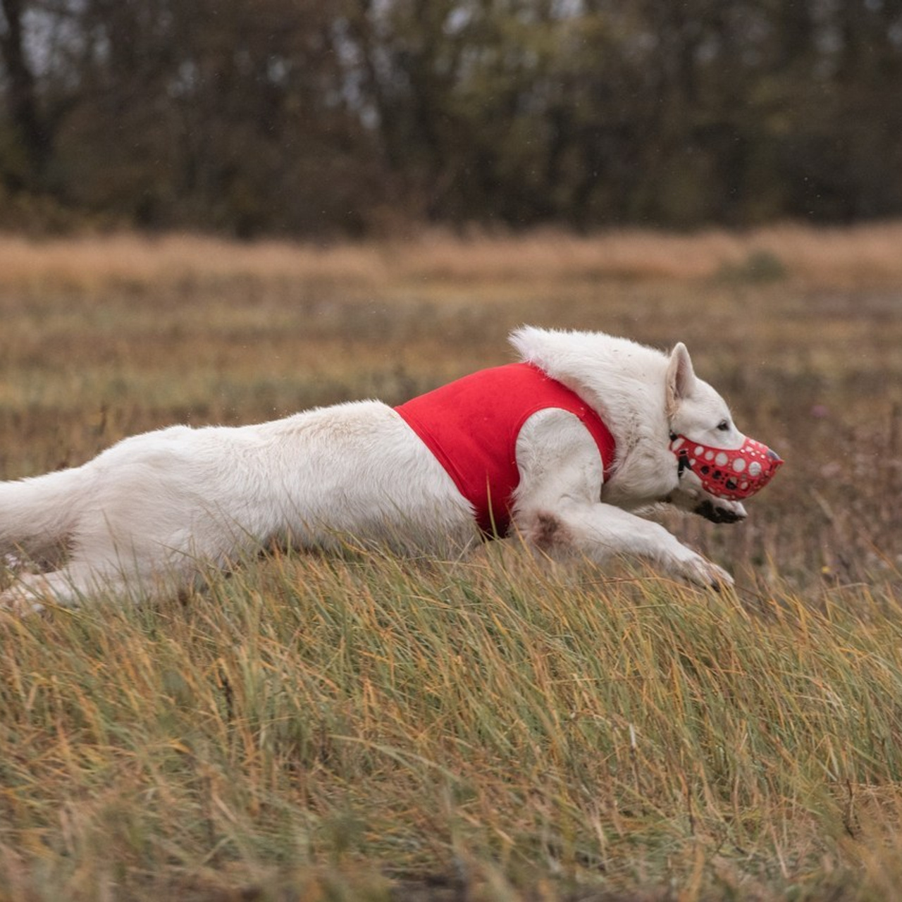 Отзывы. Фотограф анималист Ставрополь Яна Кудлай