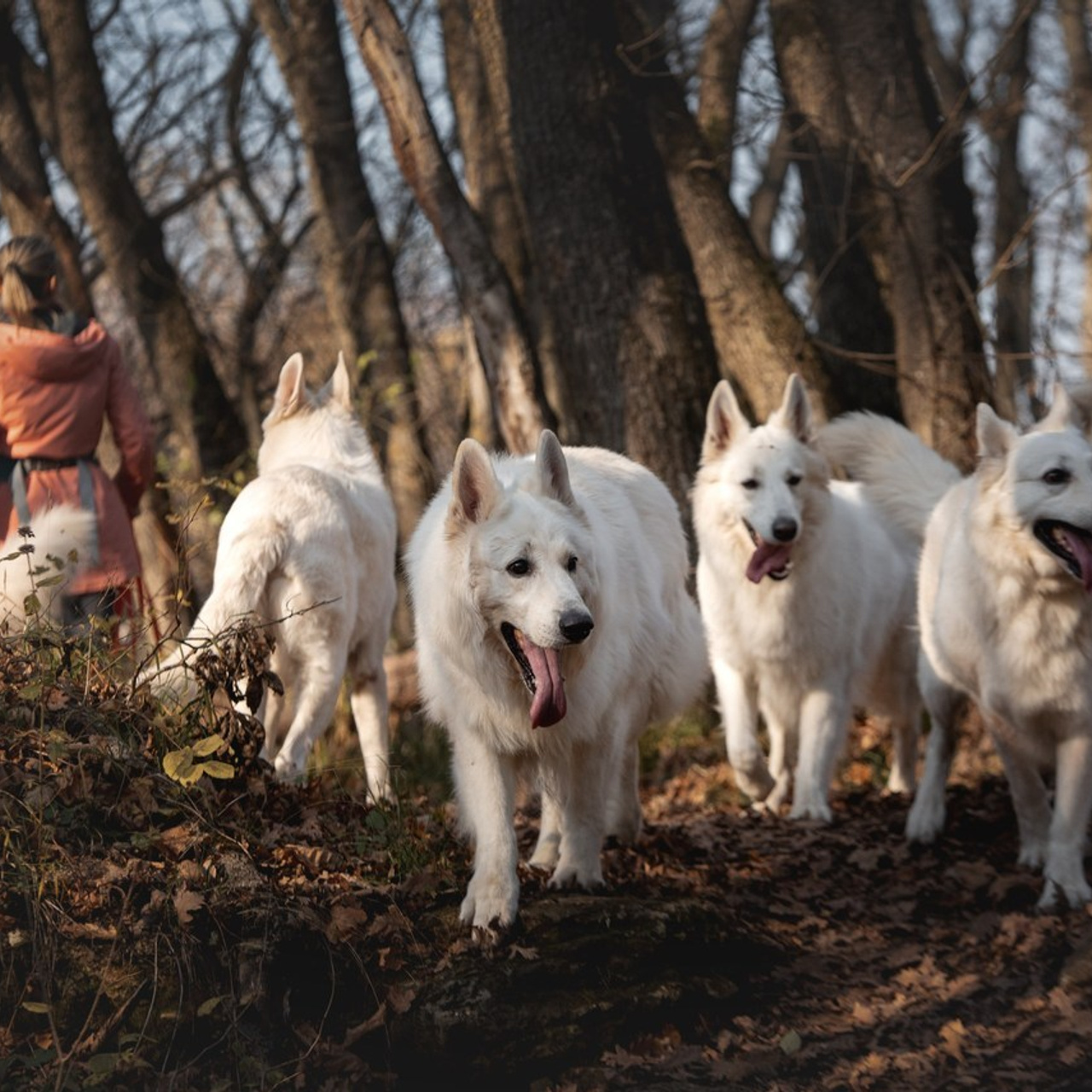 Отзывы. Фотограф анималист Ставрополь Яна Кудлай