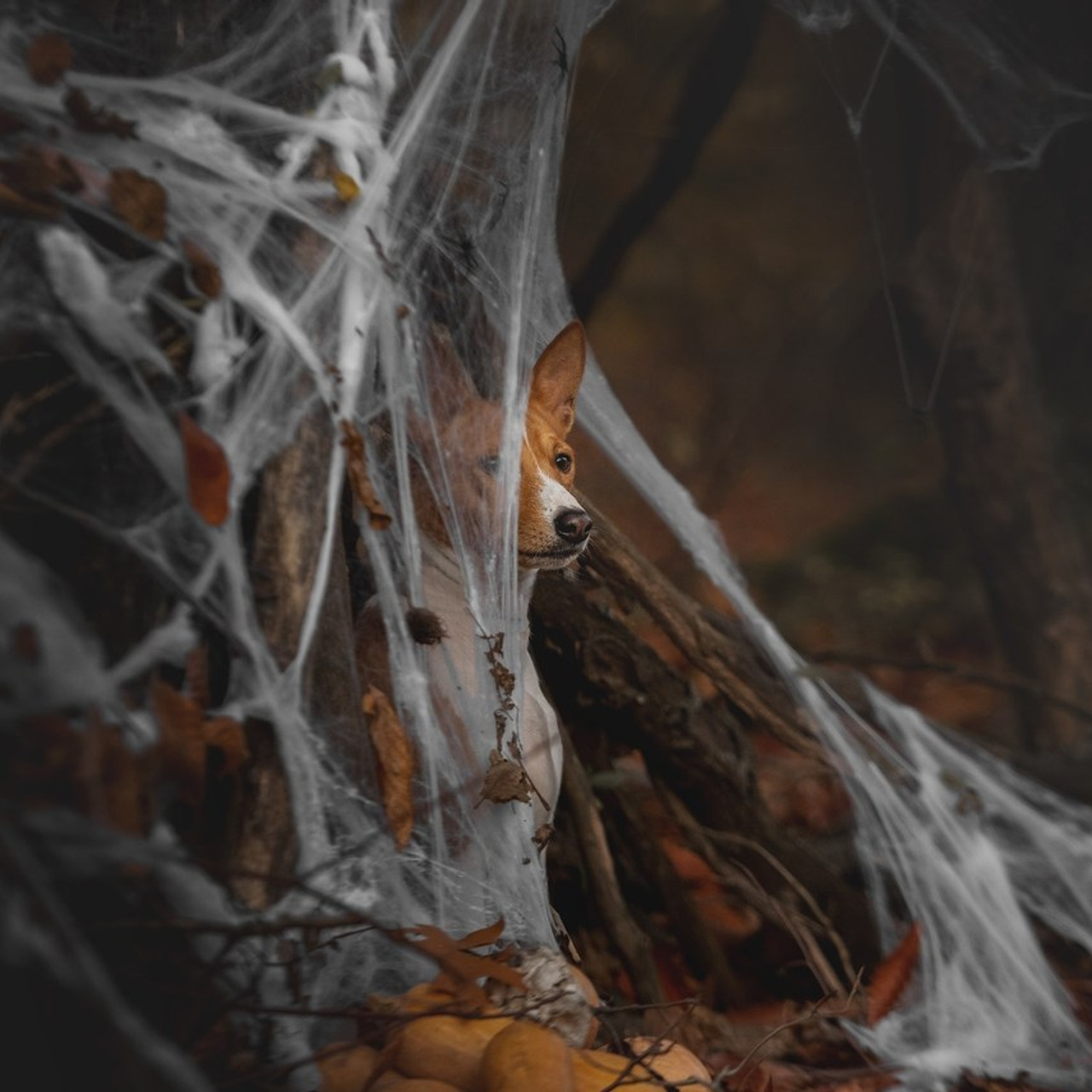 Отзывы. Фотограф анималист Ставрополь Яна Кудлай