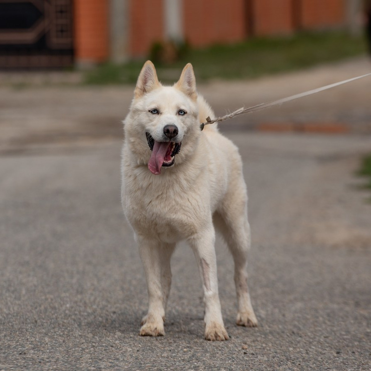 Отзывы. Фотограф анималист Ставрополь Яна Кудлай