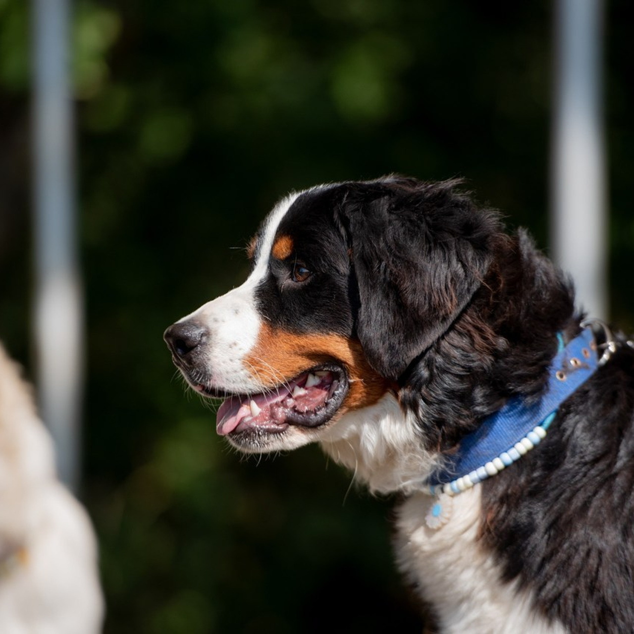 Отзывы. Фотограф анималист Ставрополь Яна Кудлай