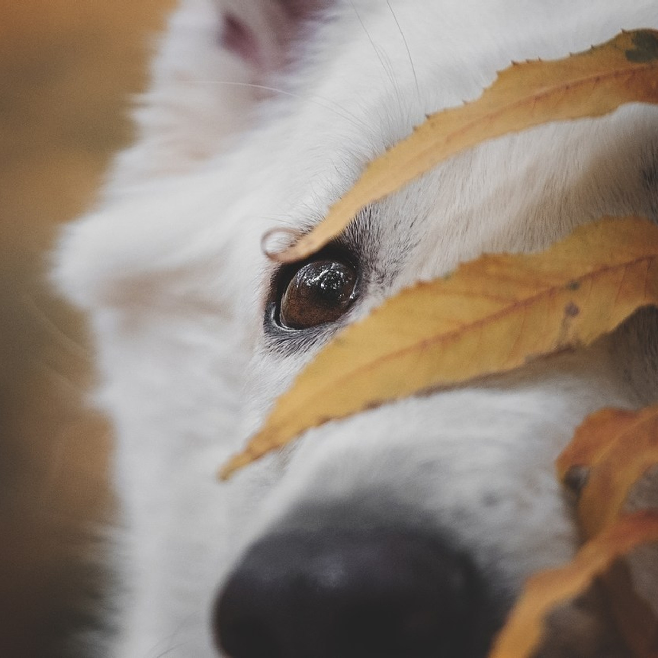 Отзывы. Фотограф анималист Ставрополь Яна Кудлай