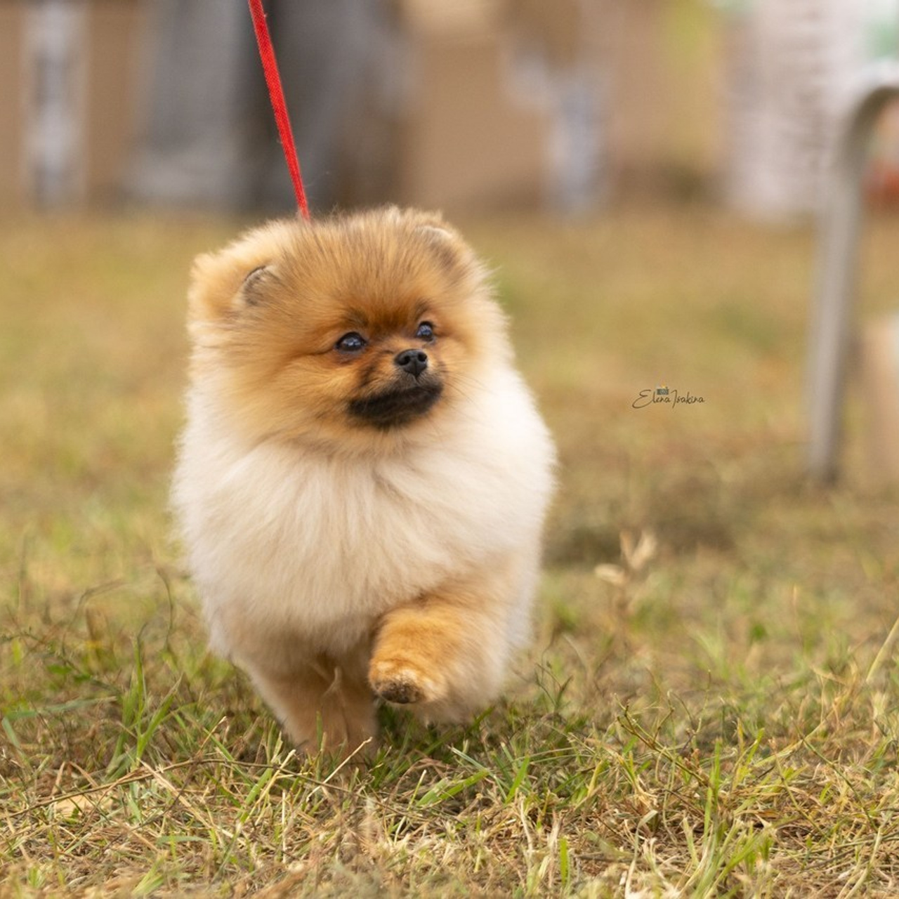 Отзывы. Ice Fantasy kennel: professional breeding of Siberian huskies and wels