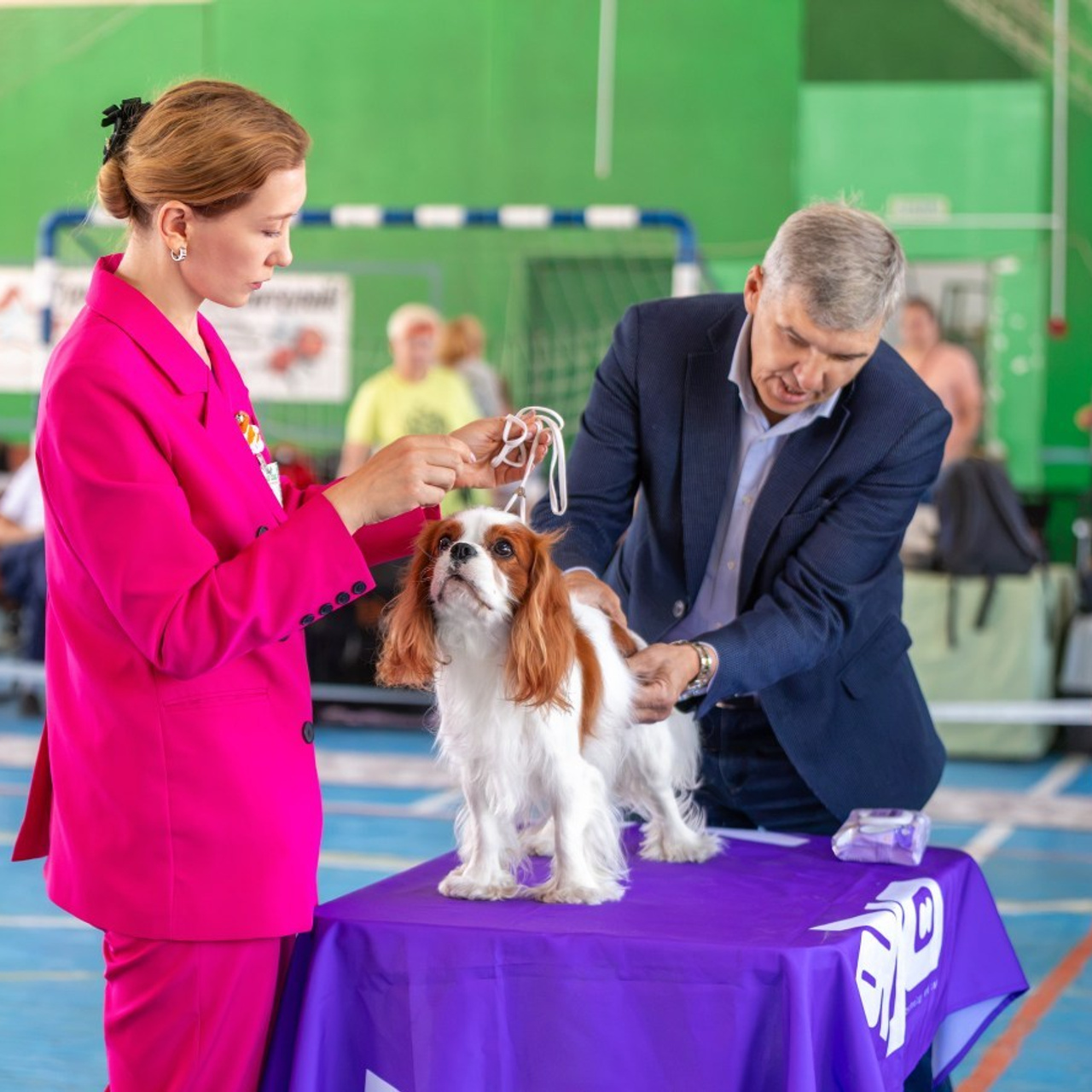 Отзывы. Ice Fantasy kennel: professional breeding of Siberian huskies and wels