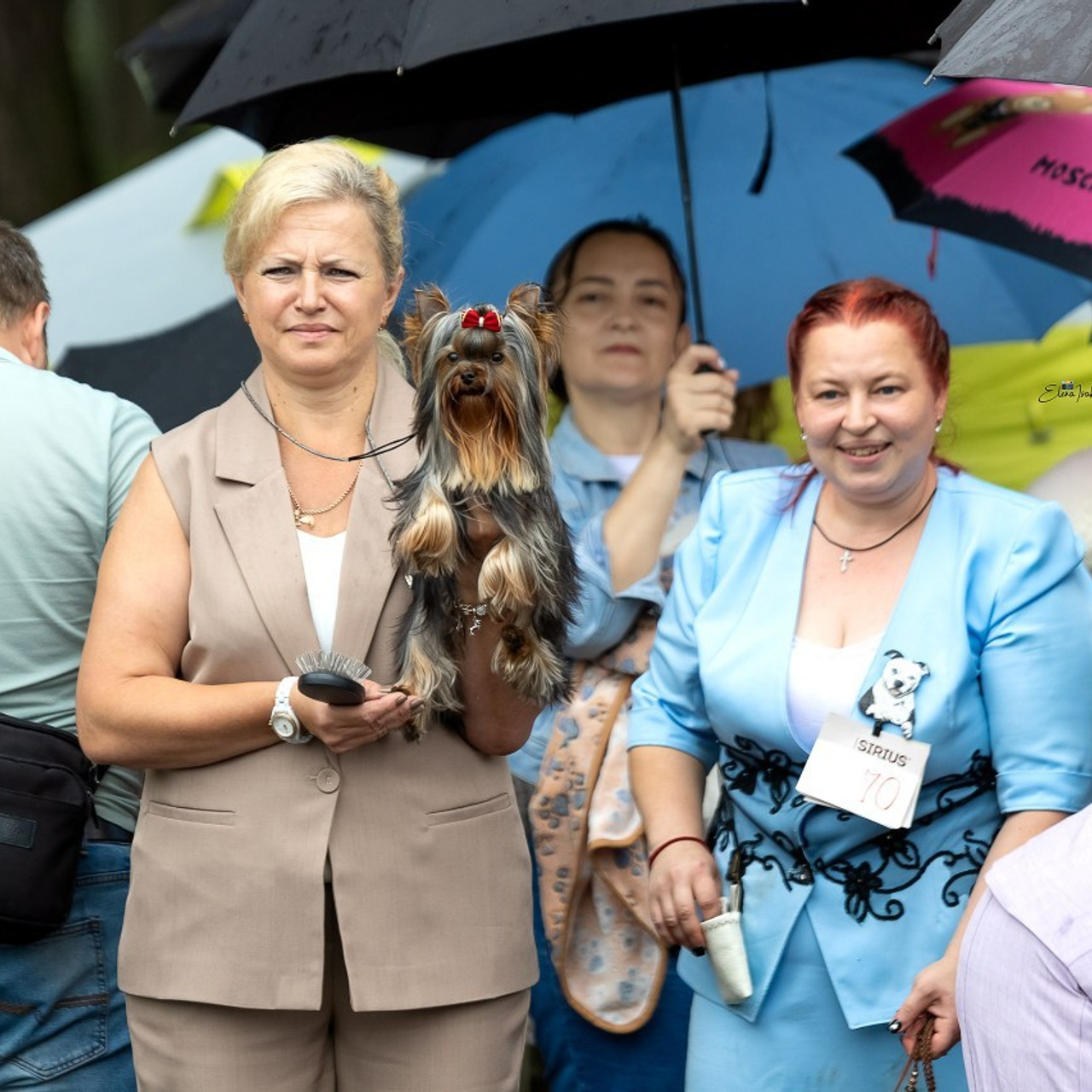 Отзывы. Ice Fantasy kennel: professional breeding of Siberian huskies and wels