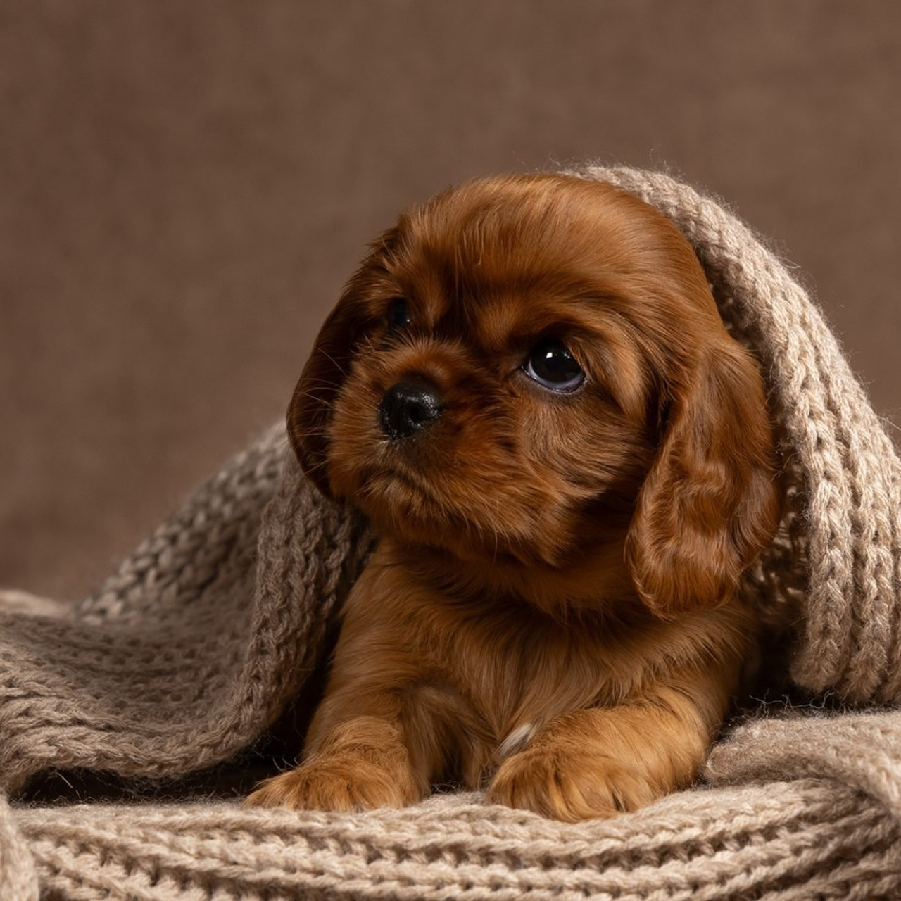 Отзывы. Ice Fantasy kennel: professional breeding of Siberian huskies and wels