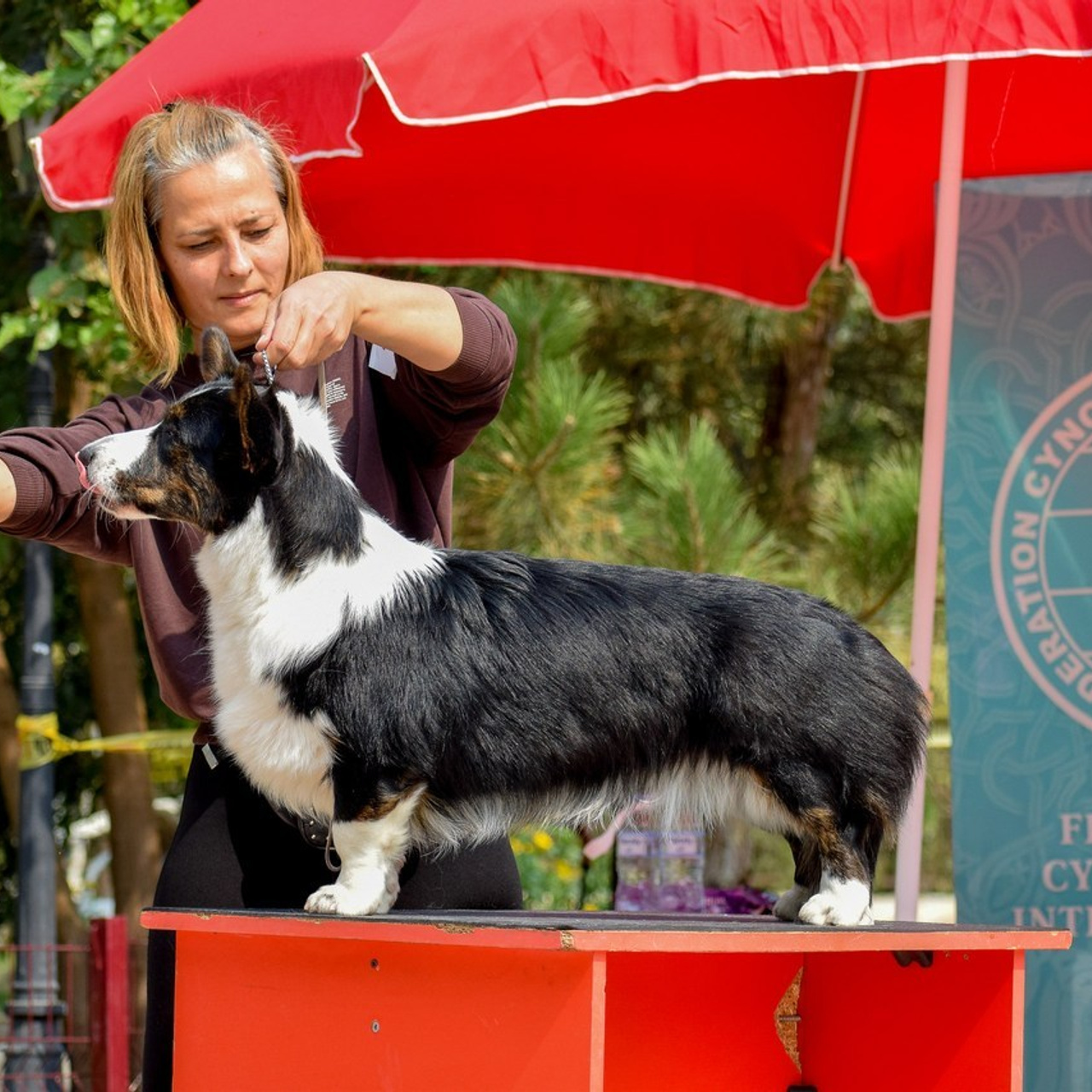 Отзывы. Ice Fantasy kennel: professional breeding of Siberian huskies and wels