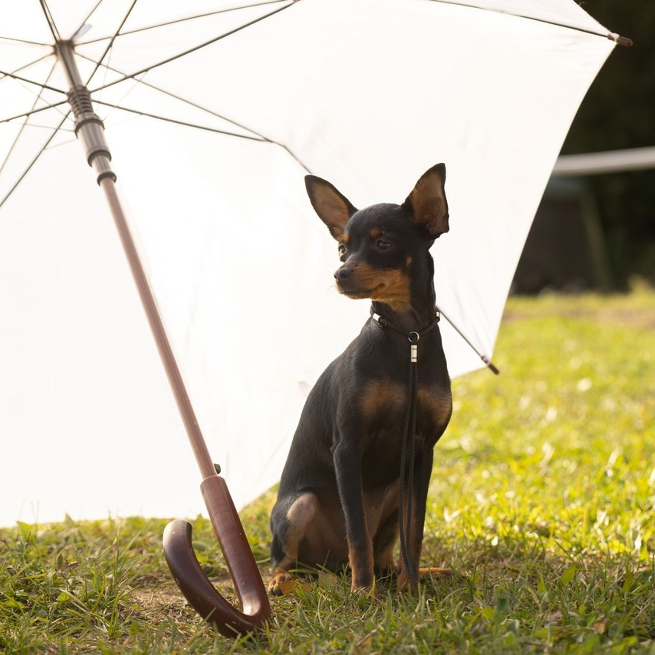 Отзывы. Ice Fantasy kennel: professional breeding of Siberian huskies and wels