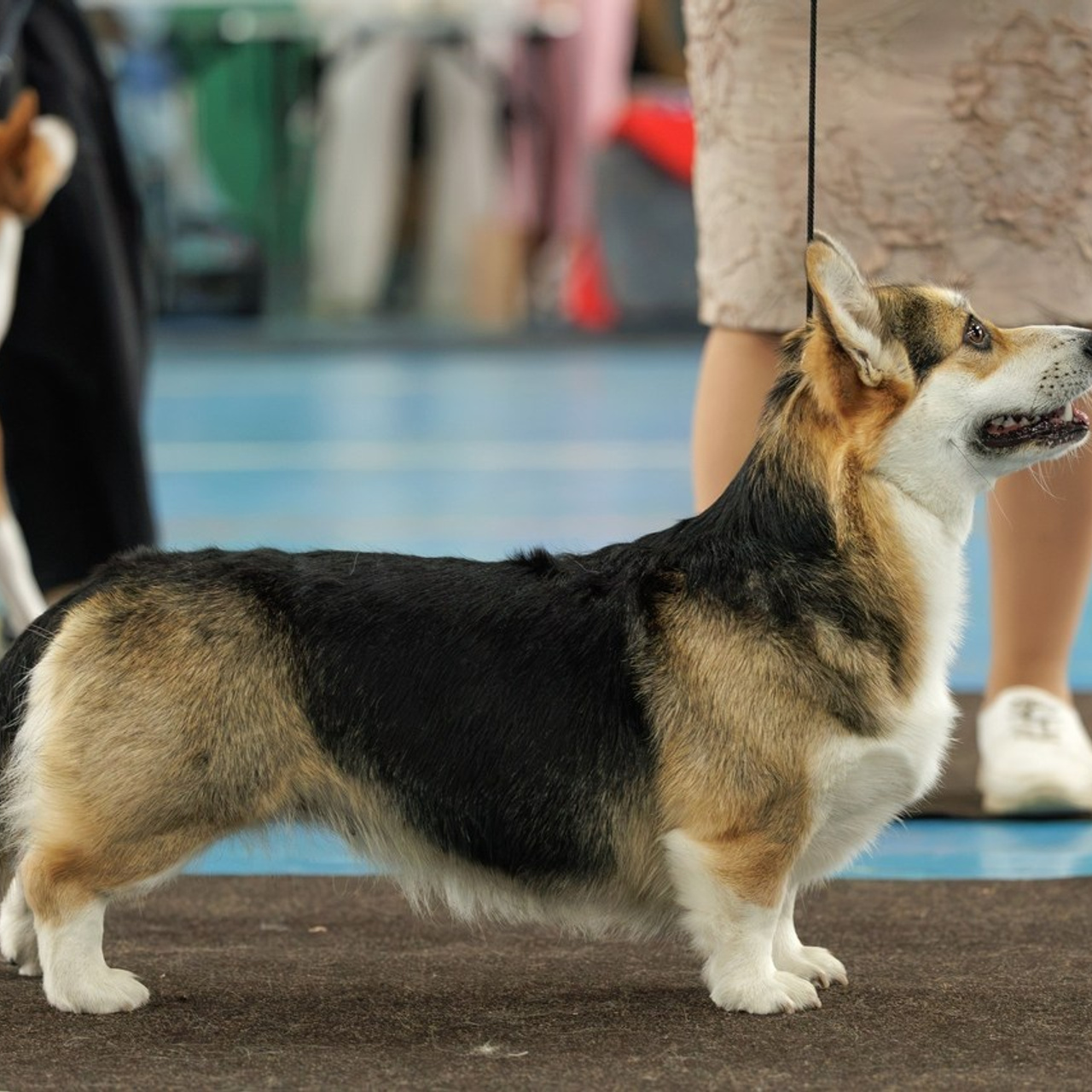 Отзывы. Ice Fantasy kennel: professional breeding of Siberian huskies and wels