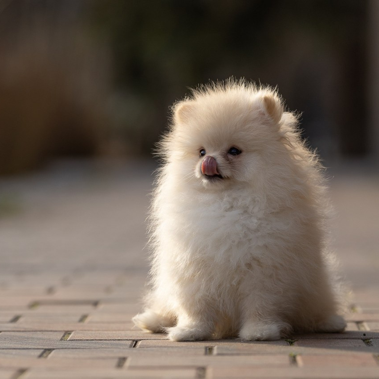 Отзывы. Ice Fantasy kennel: professional breeding of Siberian huskies and wels