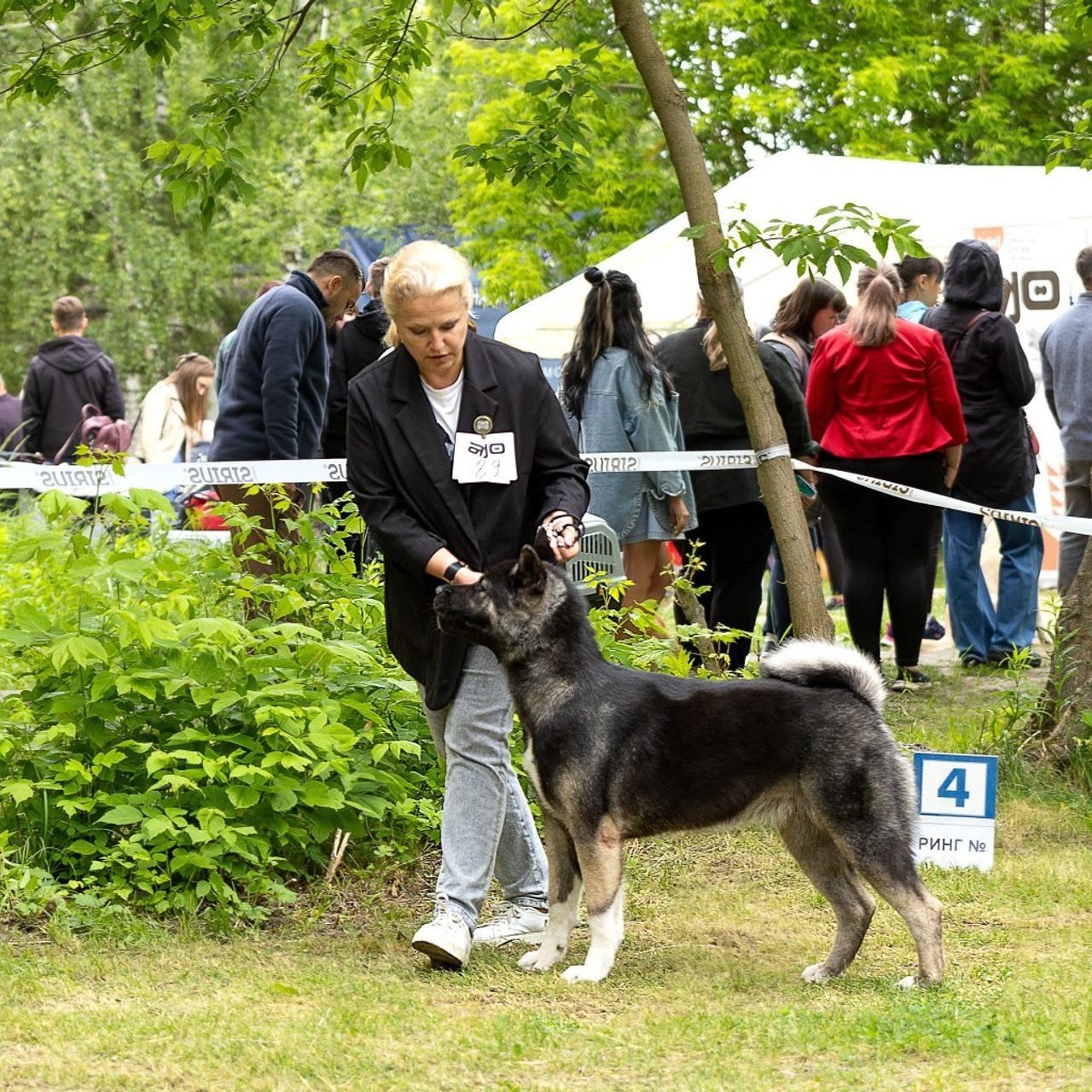 Отзывы. Ice Fantasy kennel: professional breeding of Siberian huskies and wels