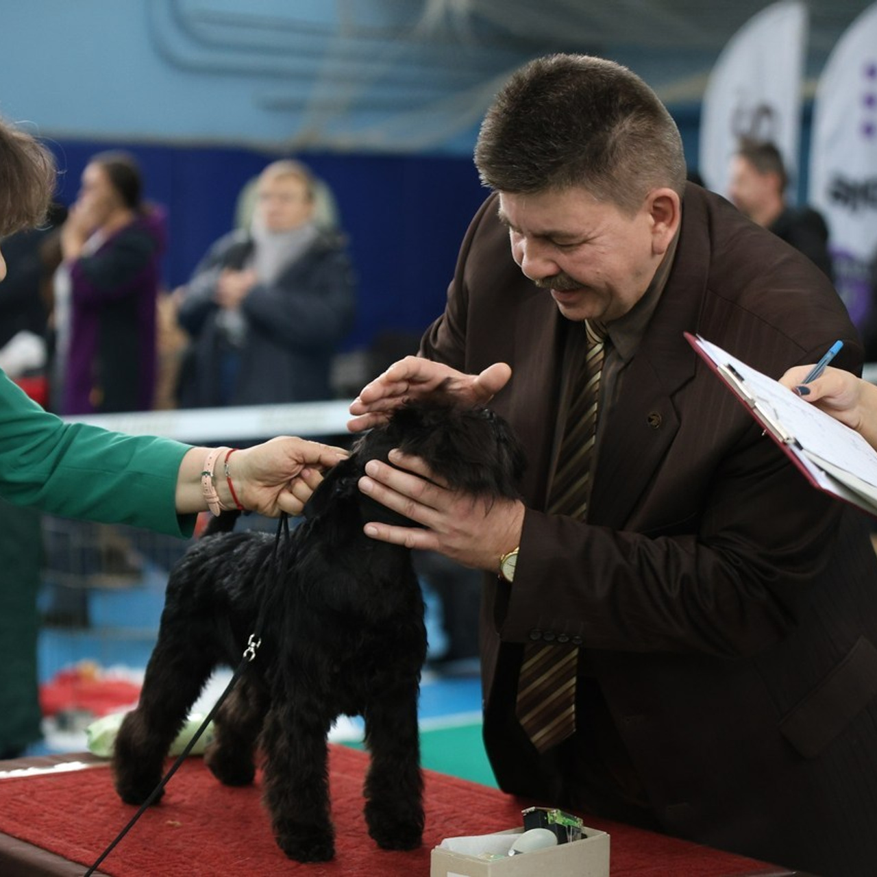 Отзывы. Ice Fantasy kennel: professional breeding of Siberian huskies and wels