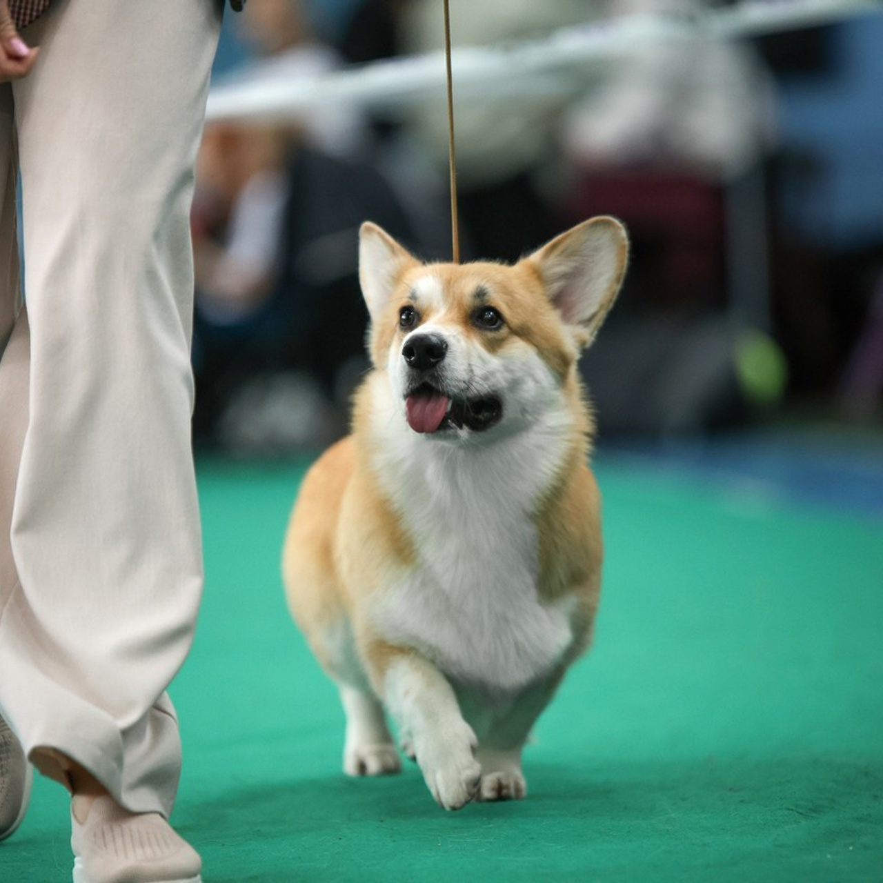 Отзывы. Ice Fantasy kennel: professional breeding of Siberian huskies and wels