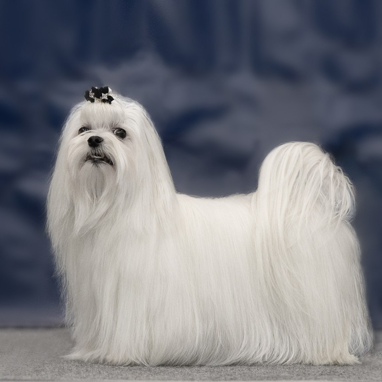 Отзывы. Ice Fantasy kennel: professional breeding of Siberian huskies and wels