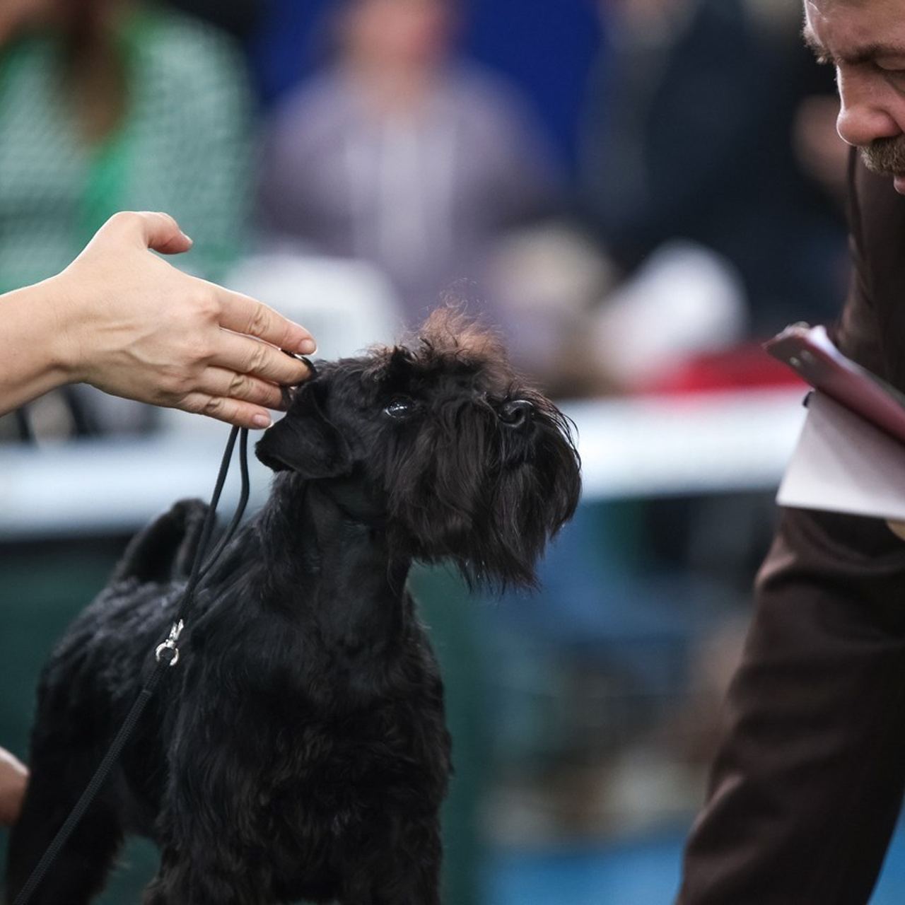 Отзывы. Ice Fantasy kennel: professional breeding of Siberian huskies and wels