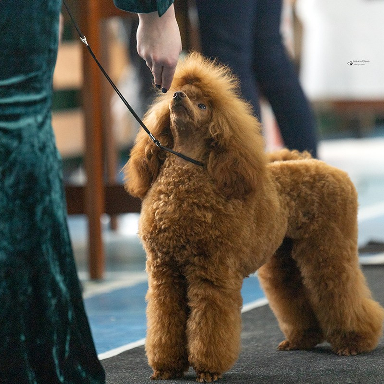 Отзывы. Ice Fantasy kennel: professional breeding of Siberian huskies and wels