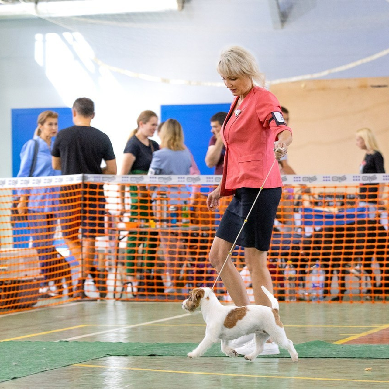 Отзывы. Ice Fantasy kennel: professional breeding of Siberian huskies and wels