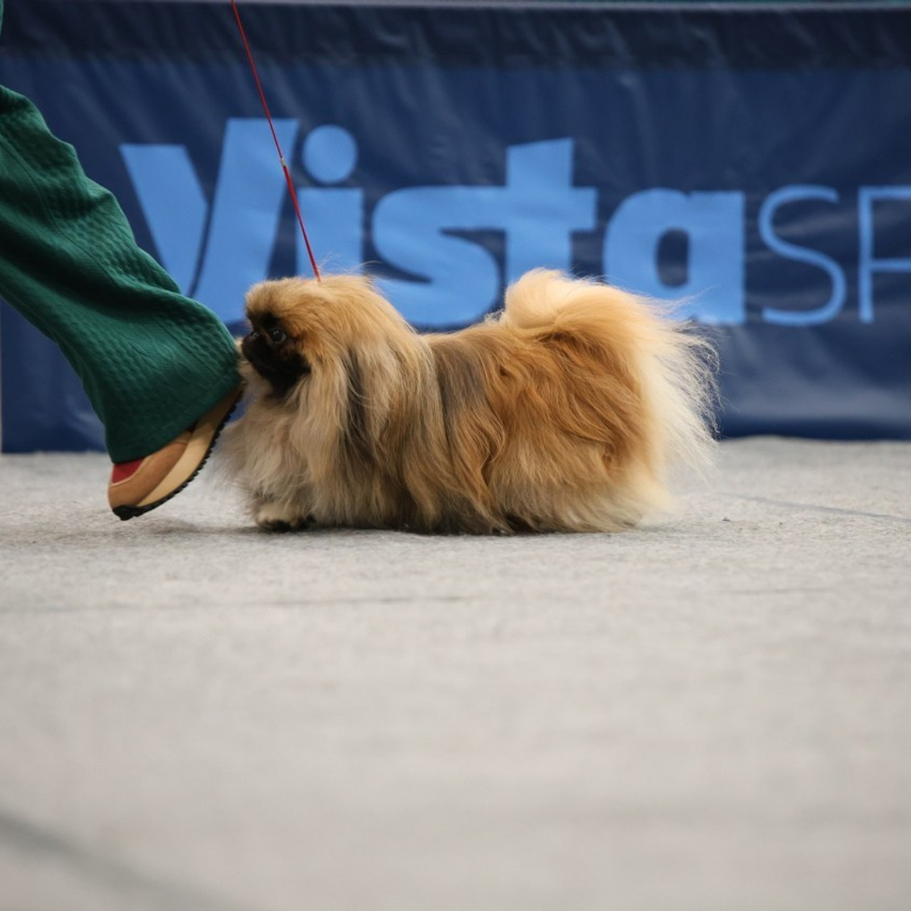 Отзывы. Ice Fantasy kennel: professional breeding of Siberian huskies and wels