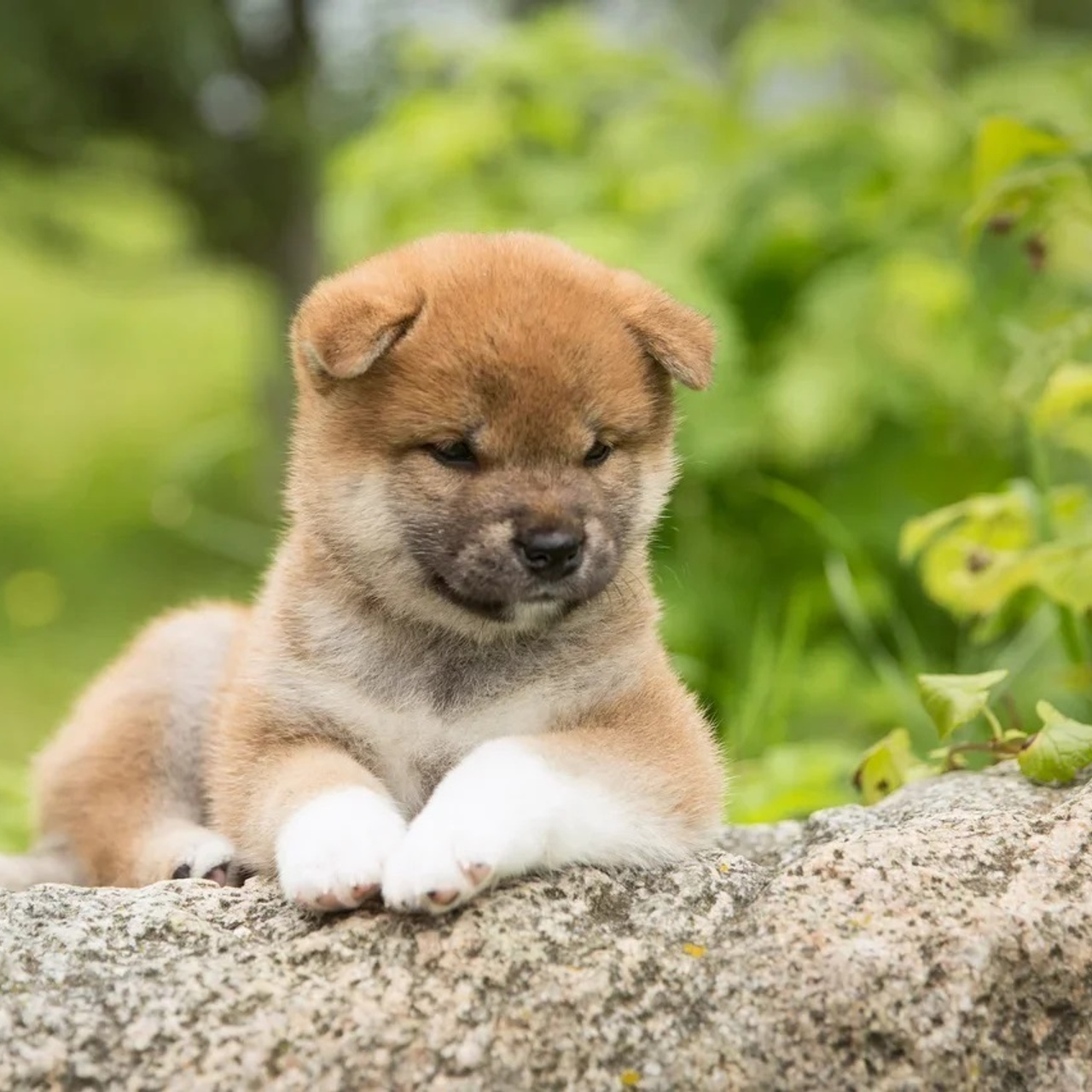 LITTER P. SHIOMARU Shiba and Akita Inu Kennel