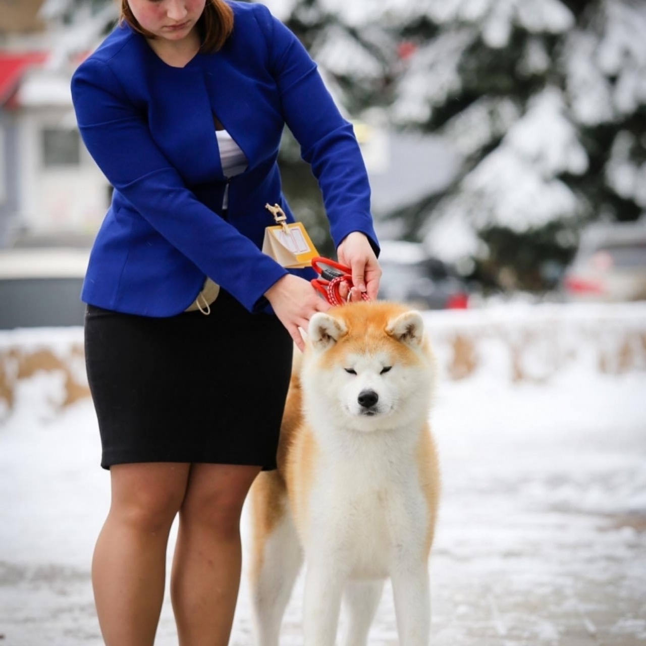 Выпускники питомника. SHIOMARU Питомник сиба и акита-ину