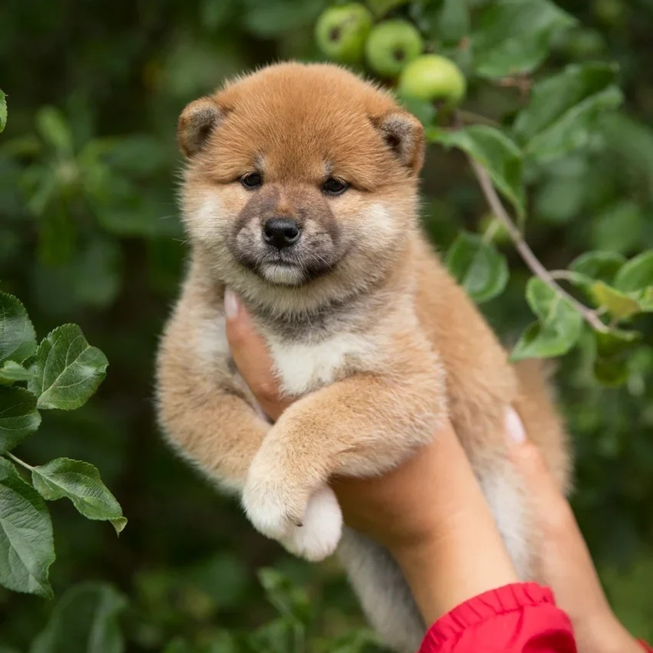 LITTER P. SHIOMARU Shiba and Akita Inu Kennel