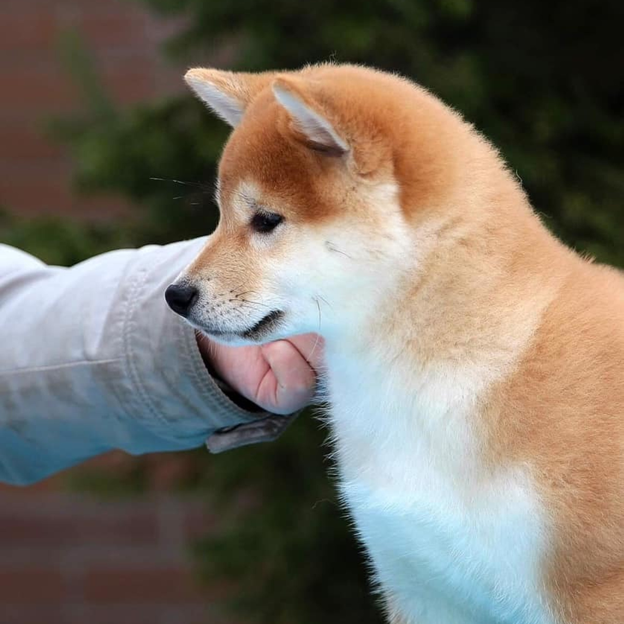 ПОМЕТ J. SHIOMARU Питомник сиба и акита-ину